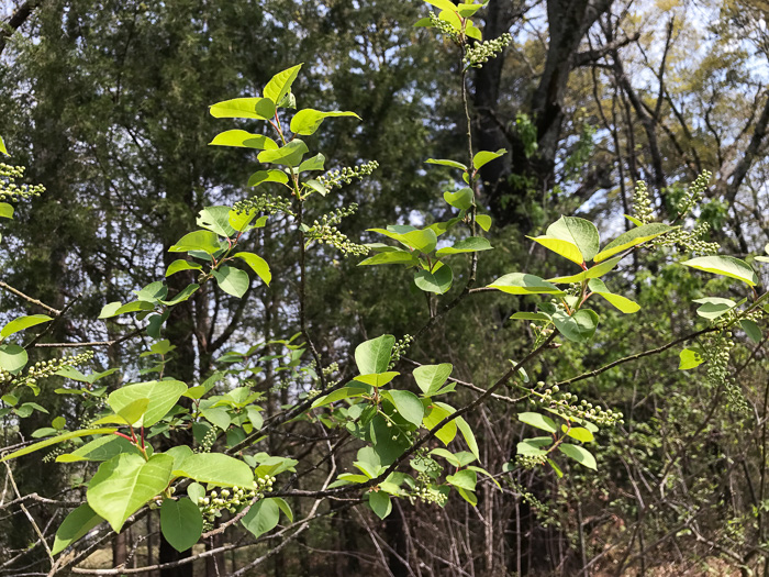 image of Prunus virginiana var. virginiana, Choke Cherry, Common Chokecherry