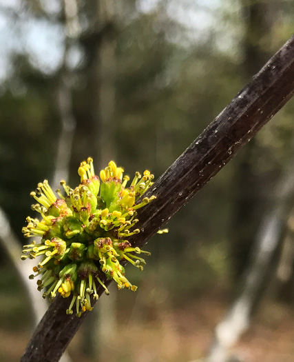 image of Zanthoxylum americanum, Northern Toothache Tree, Northern Prickly-ash