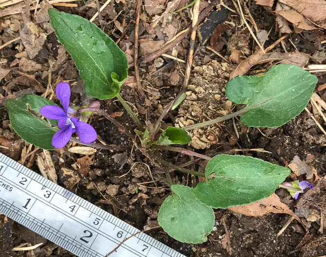 image of Viola sagittata, Arrowleaf Violet, Arrowhead Violet