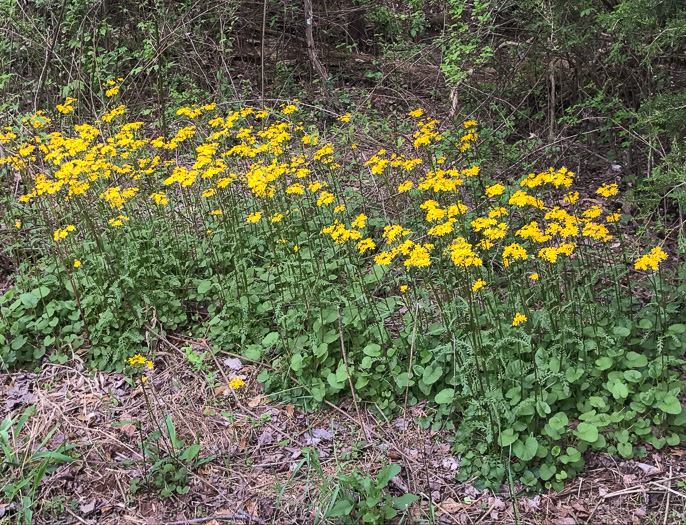 image of Packera aurea, Golden Ragwort, Heartleaf Ragwort, Golden Groundsel