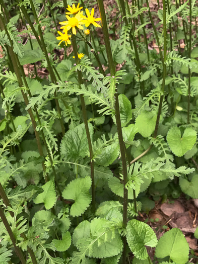 image of Packera aurea, Golden Ragwort, Heartleaf Ragwort, Golden Groundsel