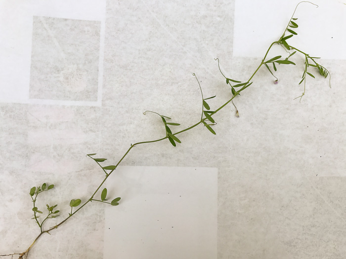 Vicia tetrasperma, Slender Vetch, Smooth Tare, Lentil Vetch, Sparrow Vetch