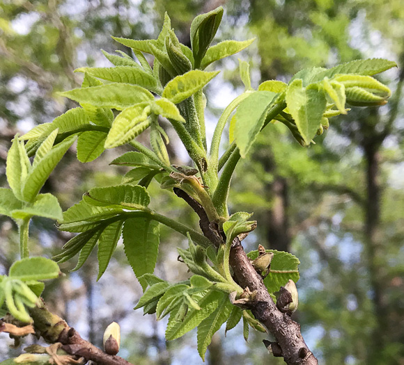 image of Carya illinoinensis, Pecan