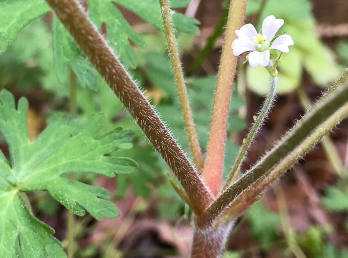 image of Geranium carolinianum, Carolina Cranesbill