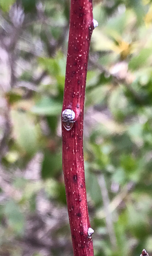 image of Eubotrys recurvus, Mountain Sweetbells, Mountain Fetterbush, Deciduous Fetterbush