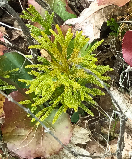 image of Dendrolycopodium hickeyi, Hickey's Tree-clubmoss, Pennsylvania Ground-pine