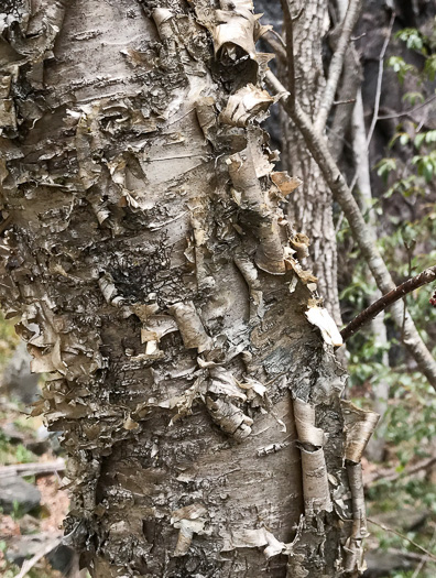 image of Betula alleghaniensis, Yellow Birch