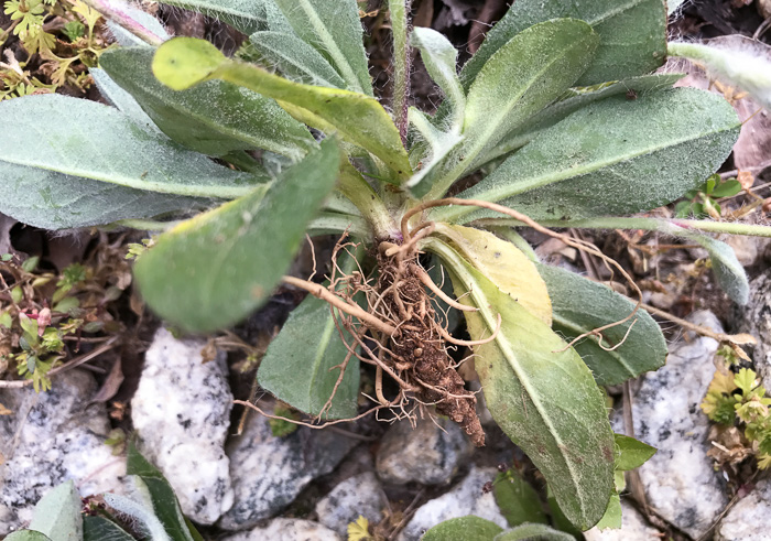 image of Pilosella officinarum, Mouse-ear Hawkweed