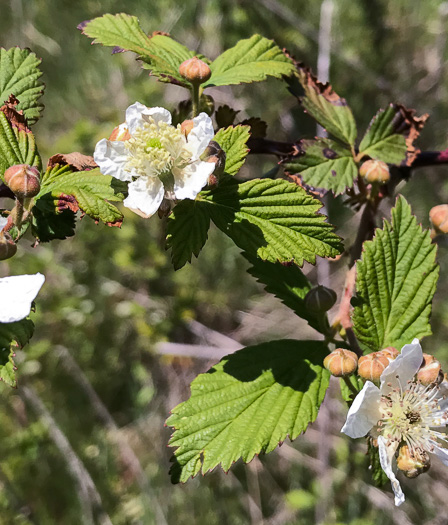 image of Rubus pensilvanicus, Pennsylvania Blackberry, Highbush Blackberry, Eastern Blackberry, Southern Blackberry