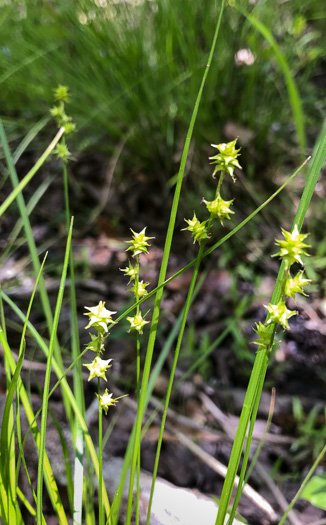 image of Carex atlantica, Prickly Bog Sedge