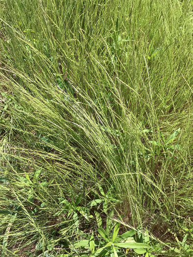 image of Lolium arundinaceum, Tall Fescue, Alta Fescue