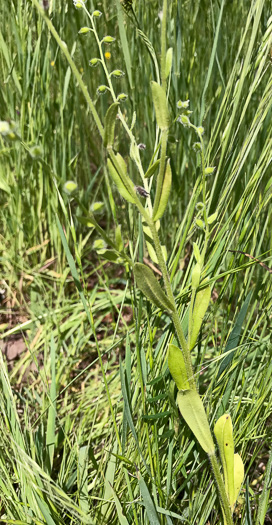 image of Myosotis macrosperma, Bigseed Forget-me-not, Scorpion-grass, Largeseed Forget-me-not