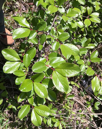 image of Viburnum rufidulum, Rusty Blackhaw, Blue Haw, Southern Blackhaw, Rusty Haw