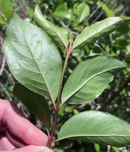 image of Viburnum rufidulum, Rusty Blackhaw, Blue Haw, Southern Blackhaw, Rusty Haw