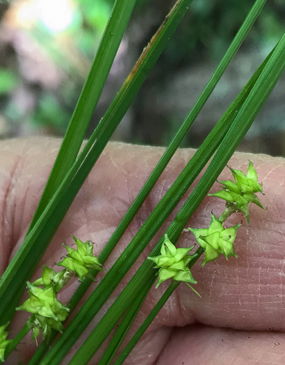 image of Carex atlantica, Prickly Bog Sedge