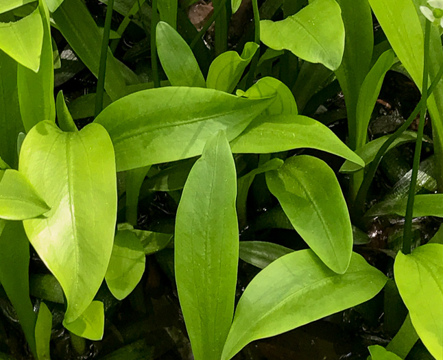 Sagittaria fasciculata, Bunched Arrowhead