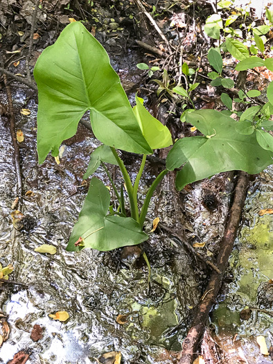 image of Peltandra virginica, Green Arrow-arum, Tuckahoe