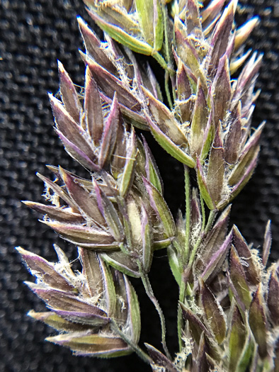 spikelet