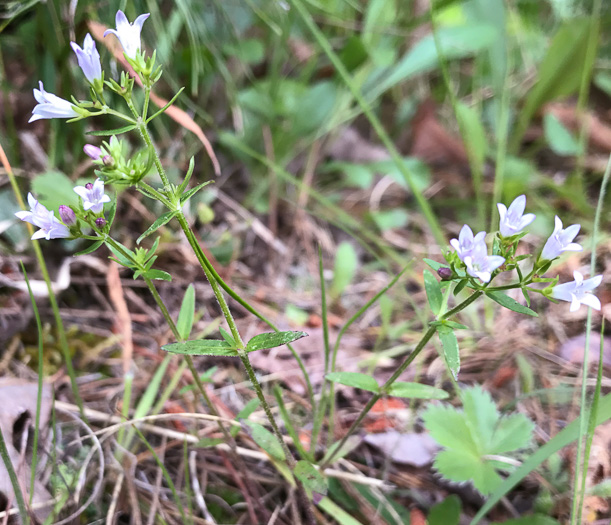 image of Houstonia longifolia var. compacta, Eastern Longleaf Bluet