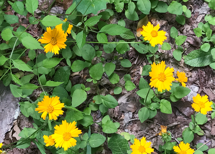 image of Coreopsis auriculata, Eared Coreopsis, Lobed Coreopsis, Eared Tickseed, Lobed Tickseed