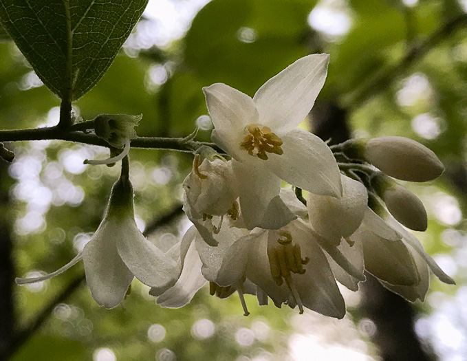 image of Styrax grandifolius, Bigleaf Snowbell, Bigleaf Storax, Large-leaved Storax