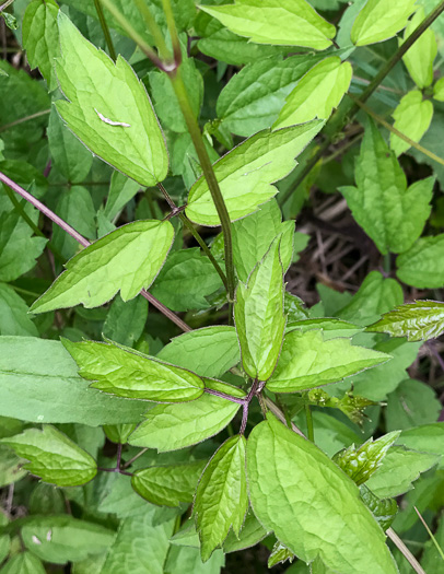 image of Clematis virginiana, Virgin's Bower