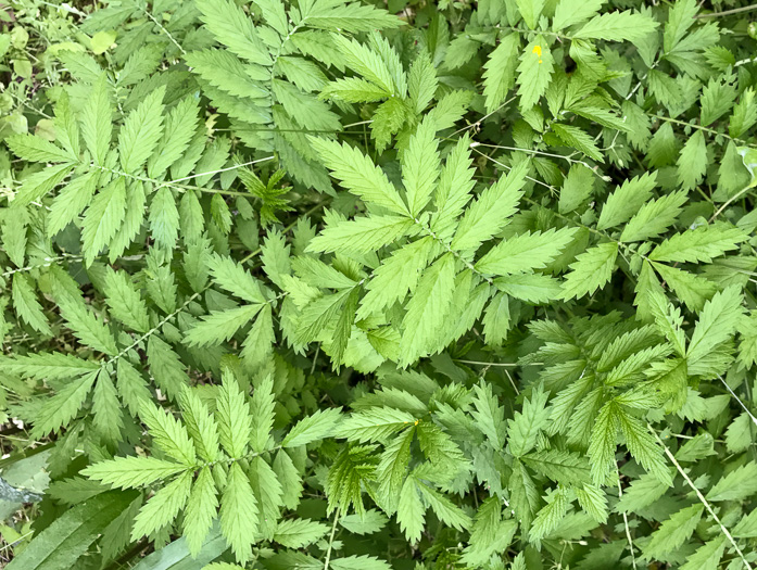 image of Agrimonia parviflora, Southern Agrimony, Small-flowered Agrimony, Harvestlice