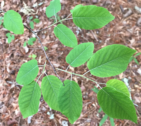 image of Amelanchier arborea, Downy Serviceberry, Sarvisberry