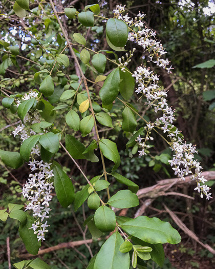 panicle