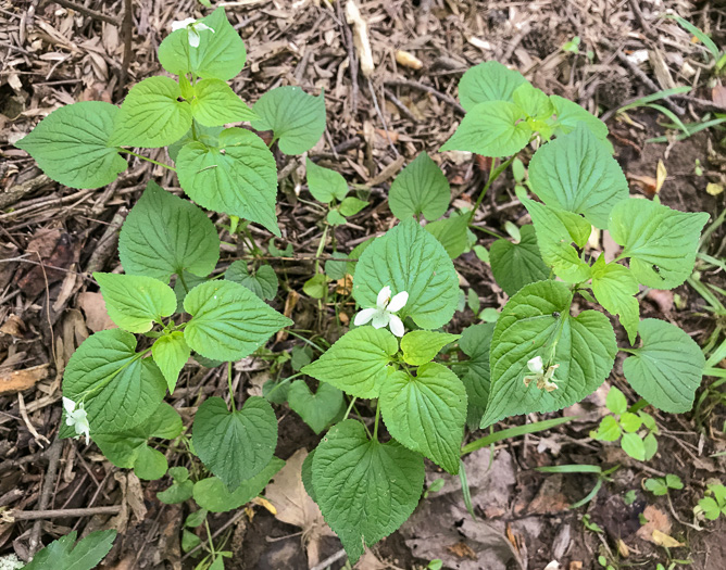 image of Viola striata, Pale Violet, Creamy Violet, Striped Cream Violet