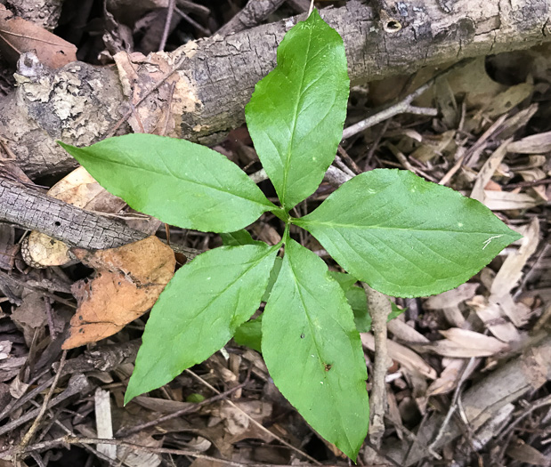 image of Arisaema quinatum, Preacher John, Southern Jack-in-the-Pulpit, Prester-John