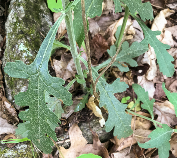 Aureolaria virginica, Downy False Foxglove, Downy Oak-leach, Virginia Oak-leach, Downy Yellow False Foxglove