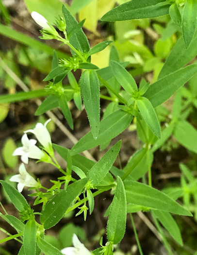 image of Houstonia purpurea, Summer Bluet, Mountain Bluet, Woodland Bluet, Purple Bluet