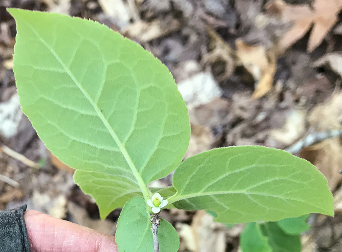 image of Ilex ambigua, Carolina Holly