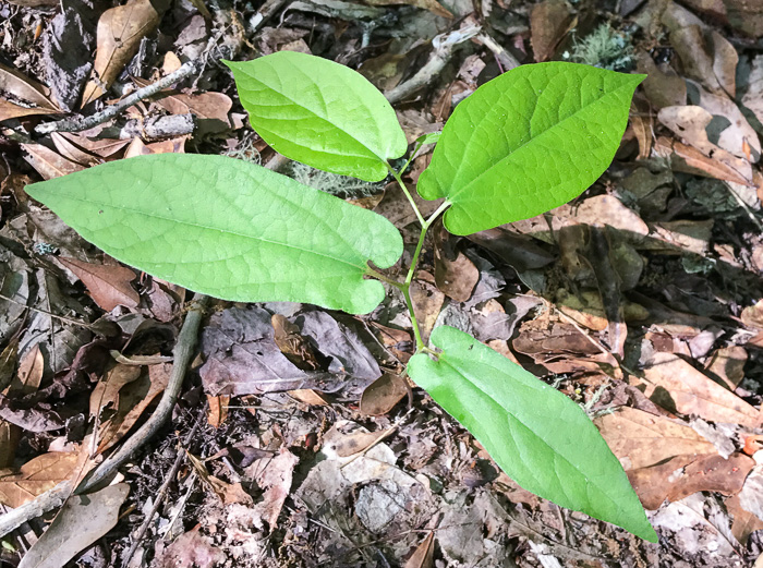 image of Endodeca serpentaria, Turpentine-root, Virginia Snakeroot, Serpent Birthwort