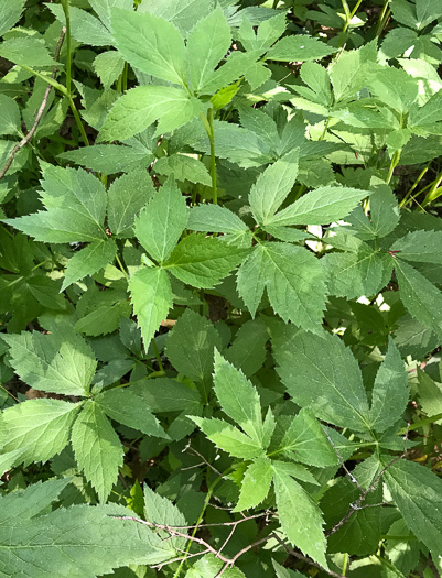 image of Cryptotaenia canadensis, Honewort