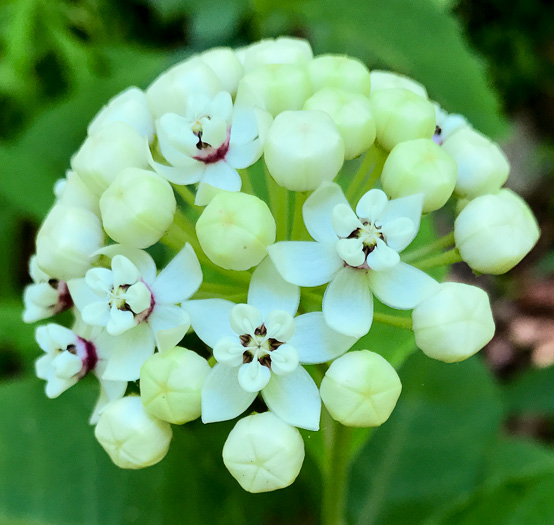 image of Asclepias variegata, White Milkweed, Redring Milkweed, Variegated Milkweed