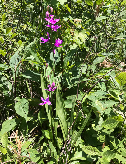 image of Calopogon tuberosus var. tuberosus, Common Grass-pink