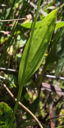 image of Pogonia ophioglossoides, Rose Pogonia, Snakemouth Orchid, Beardflower, Addermouth