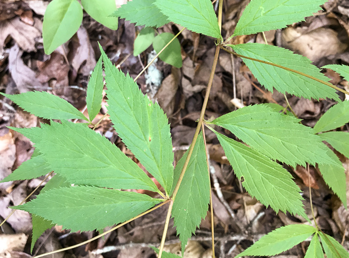 image of Gillenia trifoliata, Bowman's Root, Mountain Indian Physic, Fawn's Breath