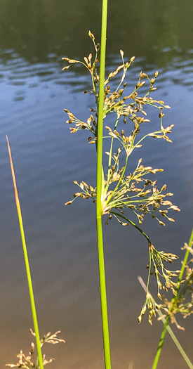 image of Juncus effusus ssp. solutus, Soft Rush, Common Rush