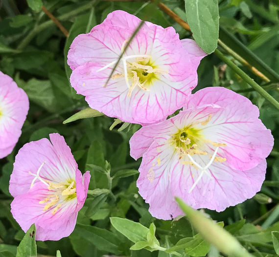 image of Oenothera speciosa, Showy Evening Primrose, White Evening Primrose, Pink-ladies, Pink Evening Primrose