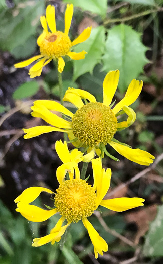 image of Helenium brevifolium, Littleleaf Sneezeweed, Shortleaf Sneezeweed