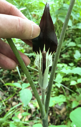 spathe