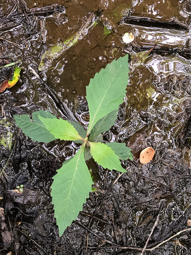 image of Lycopus virginicus, Virginia Bugleweed, Virginia water horehound