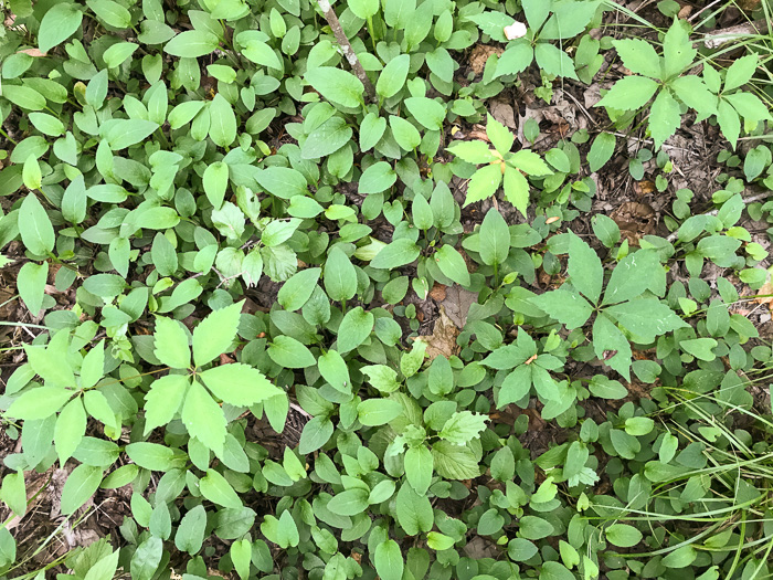 image of Viola primulifolia, Primrose-leaf Violet