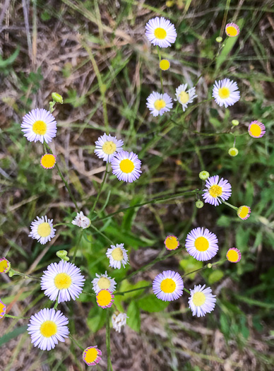 image of Erigeron strigosus var. strigosus, Daisy Fleabane, Common Rough Fleabane, Prairie Fleabane, Slender Daisy Fleabane