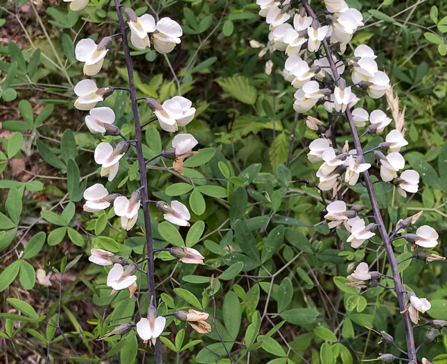 image of Baptisia albescens, Narrow-pod White Wild Indigo, Spiked Wild Indigo