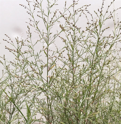 image of Lechea racemulosa, Racemose Pinweed, Appalachian Pinweed, Oblong-fruit Pinweed