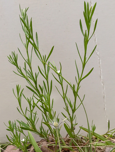 image of Polypremum procumbens, Juniperleaf, Polypremum, Rustweed